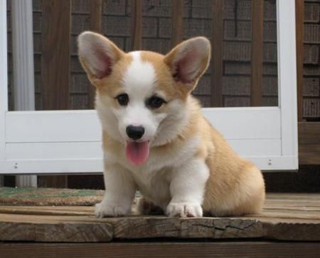 Housbroken Corgi puppies