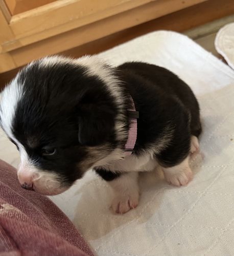 Female Corgi puppy