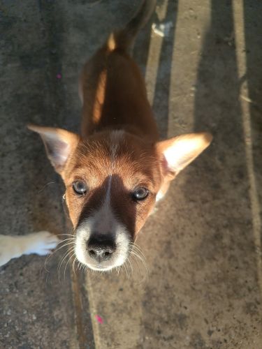 14 weeks Corgie/jack Russell puppies