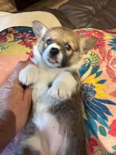 Corgi puppies