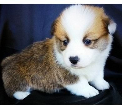 Updated Pembroke Welsh Corgi puppies