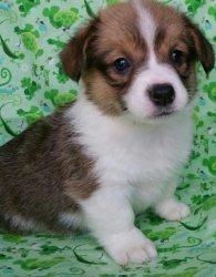 Gorgeous little Pembroke welsh corgis 4 sale