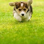 Friendly Pembroke welsh corgi puppies