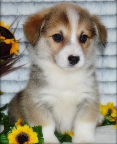 Supper-nice Pembroke Welsh Corgi Puppies