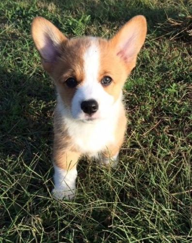 Pembroke Welsh Corgi Puppies for Sale