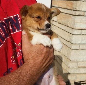 Purebred Pembroke Welsh Corgi puppies. Going home
