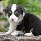 Pembroke welsh corgi pups for adoption