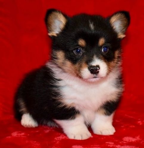 Pembroke Welsh Corgi Puppies