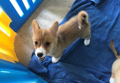 Pembroke Welsh Corgi Puppies for sale in Houston, TX, USA. price: $500