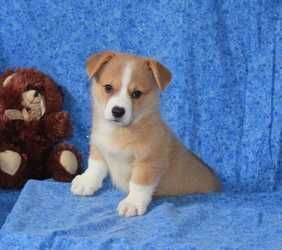 Altruist Pembroke Welsh Corgi Puppies