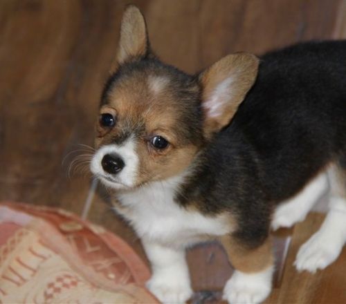 Pembroke Welsh Corgi puppies ***