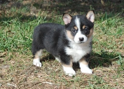 Male And Female Pembroke Welsh Corgi Puppies