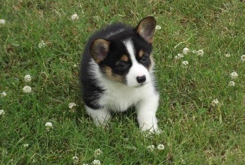 Pembroke Welsh Corgi Puppies for sale in San Jose, CA, USA. price: NA