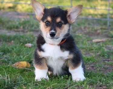 Male & female Pembroke Welsh Corgi Puppies