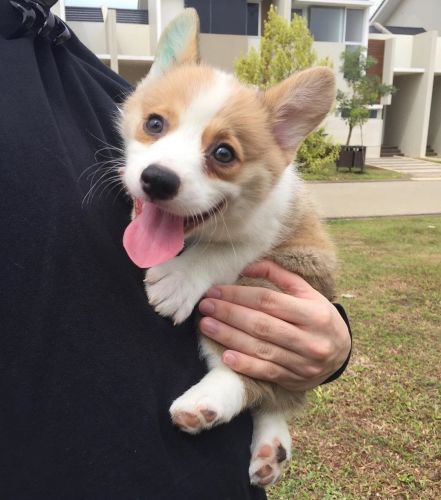 Welsh Pembroke Corgi