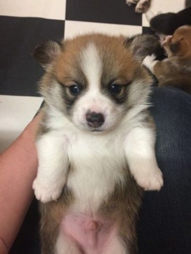 Pure Breed Pembroke Welsh Corgi pups