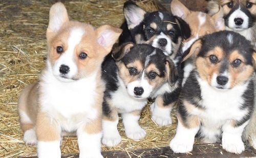 Home raised Pembroke Welsh Corgi puppies