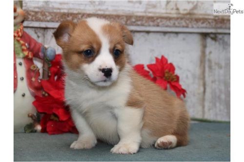 Quality Pembroke Welsh Corgi Pups