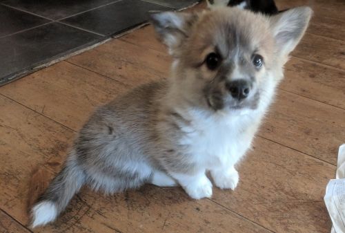 2 Red&White Pembroke Corgi Pups
