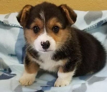 Pembroke welsh corgi puppies for sale