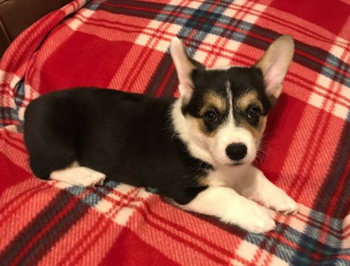Pembroke Welsh Corgi Puppies for sale in Detroit, MI, USA. price: $600