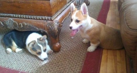 mfhm Pembroke Welsh Corgi Puppies (614) ***