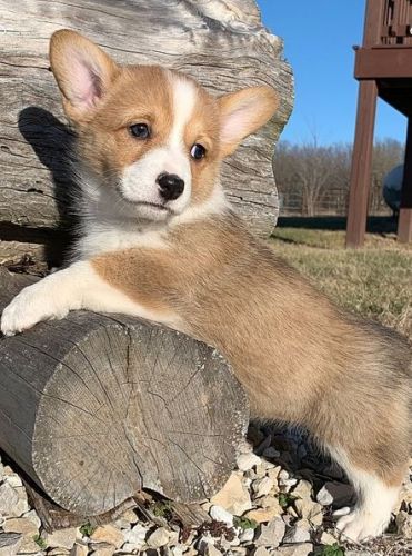 Adorable Pembroke Welsh Corgi Puppies for Sale