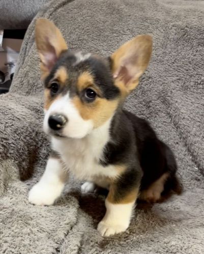 Cute pembroke Welsh Corgi pups