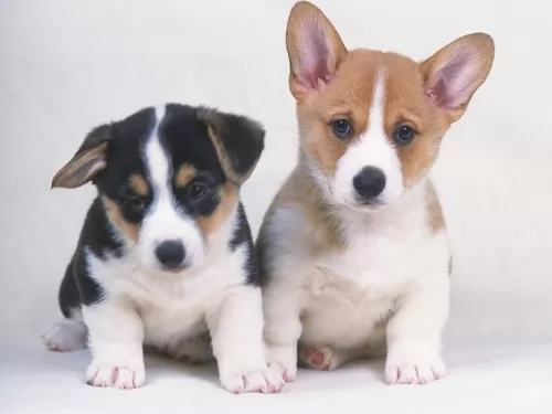 pembroke welsh corgi puppies - health problems