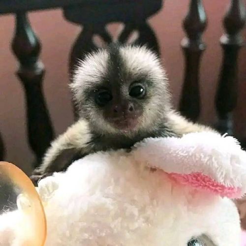 Pensillita Marmoset Animals for sale in Toronto, ON, Canada. price: $400