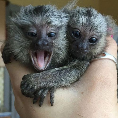 marmoset monkeys