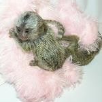 Marmosets Monkeys Available Now