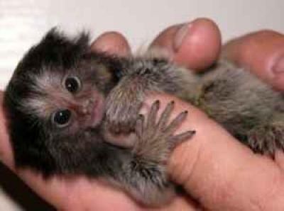 Adorable Marmoset Monkey For A Good Home