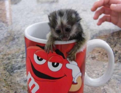 Little Sweet Marmoset Monkey