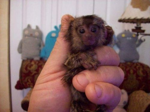 Cute, Healthy Marmoset Monkeys