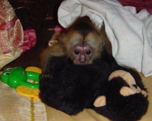 Tame Train Capuchin Monkeys Text ***