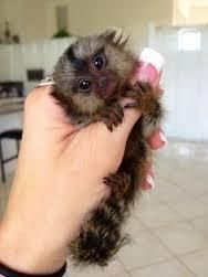 Cute Baby Marmoset and Capuchin monkeys