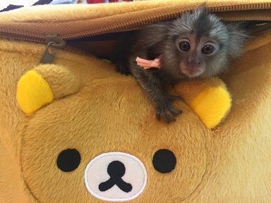 Sociable Cute Marmoset Monkeys For Adoption,Text at.(***) ***-***6