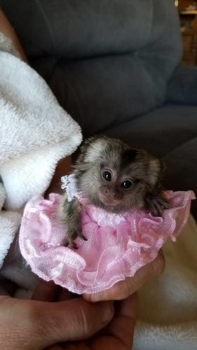 Finger like Marmoset Monkeys (***) ***-***7