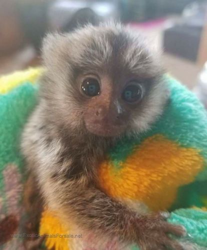 .Marmoset monkeys Taking deposits now.... (***) ***-***2