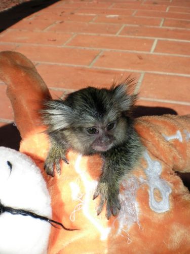 BABY MARMOSETS FOR SALE!!!!..... (***) ***-***2