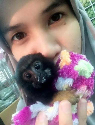 Adorable Finger Marmoset Monkeys Available Now For Loving Home