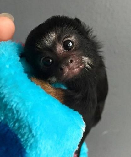 Adorable Finger Marmoset Monkeys Available Now For Loving Home