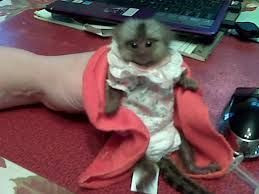 Healthy Finger Marmosets Monkeys, 4 adoption text/call(***) ***-***5