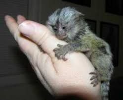 Amazing Finger Marmoset Babies 4 Adoption sms/call (***) ***-***5!