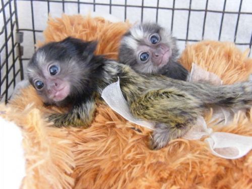 BABY MARMOSETS a.k.a teacup monkey for SALE! Txt/Call (***) ***-***6
