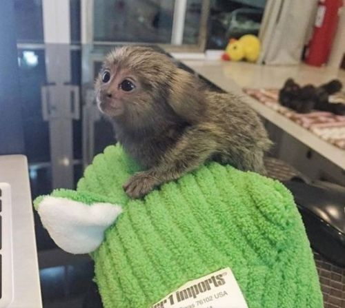 Well Train Capuchin(male/female) and Marmoset Monkeys Ready ***