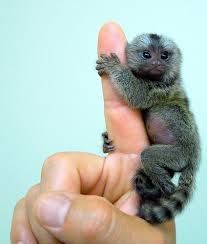 Pensillita Marmoset monkeys for sale