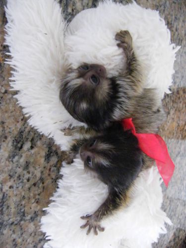 Beautiful Baby Marmoset Monkeys for a new home