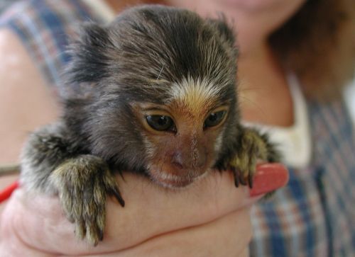 3 beautiful marmoset monkeys